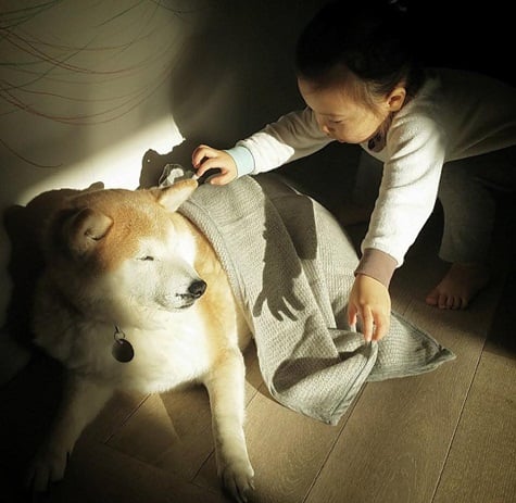 Đặc biệt, Akita rất thích trẻ em. Chúng có thể chơi với trẻ em cả ngày không chán.